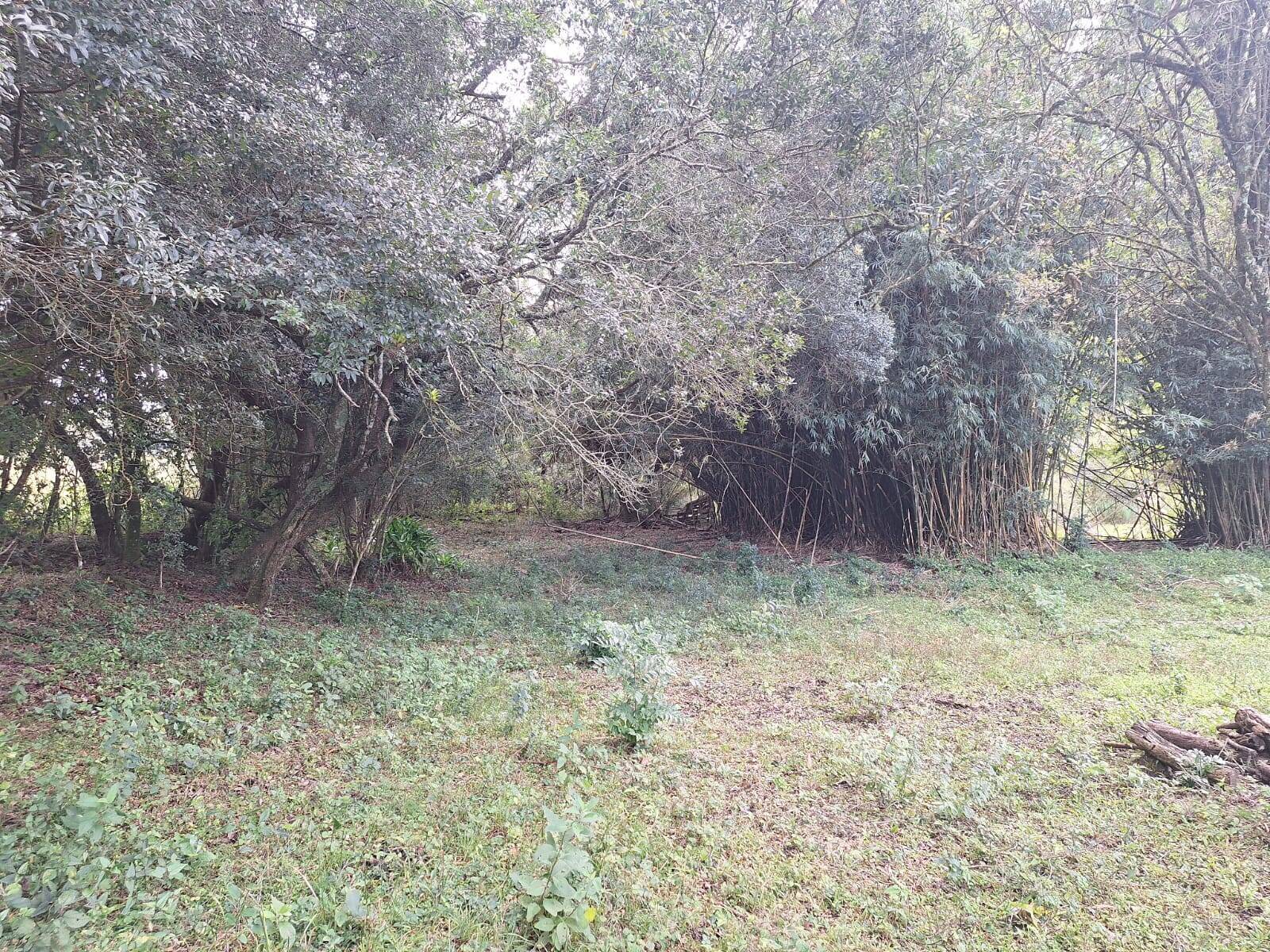 Terreno, 2 hectares - Foto 10