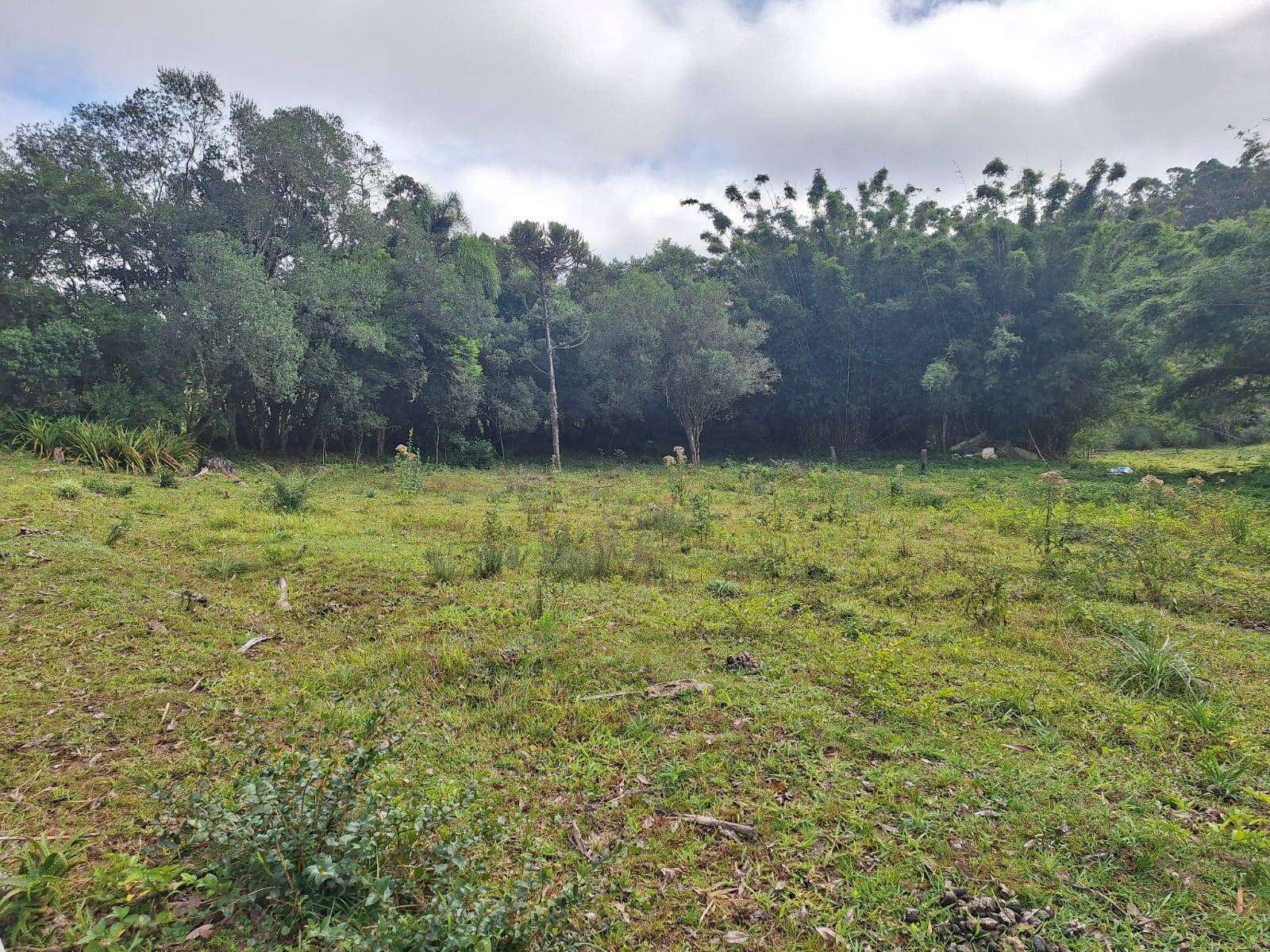 Terreno, 2 hectares - Foto 12