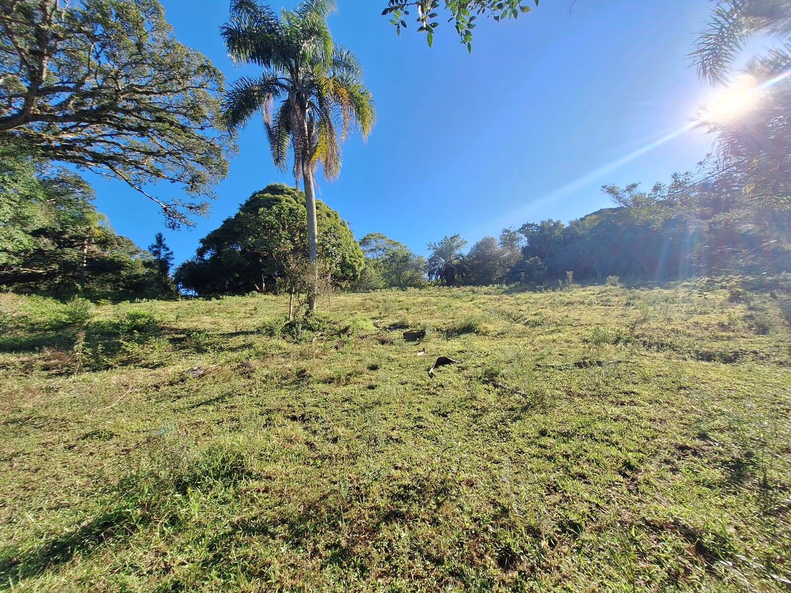 Sítio à venda com 5 quartos, 500m² - Foto 36