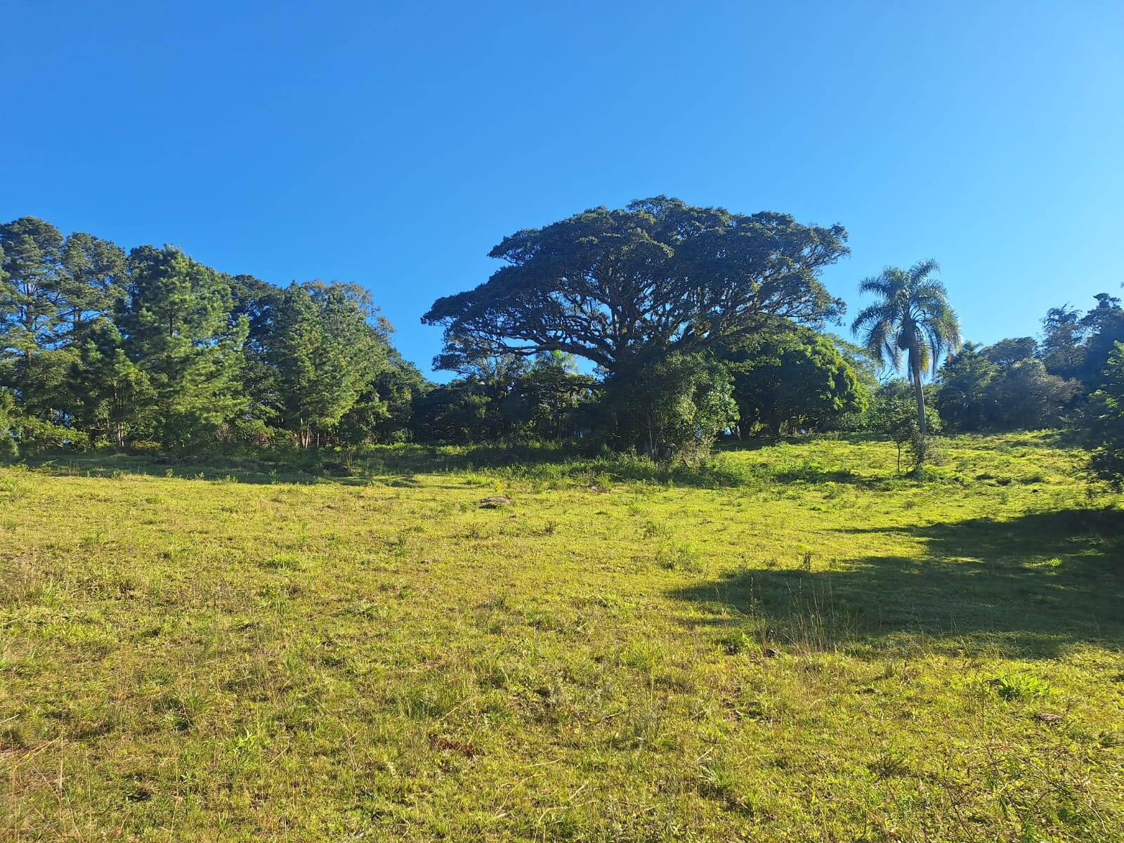 Sítio à venda com 5 quartos, 500m² - Foto 41