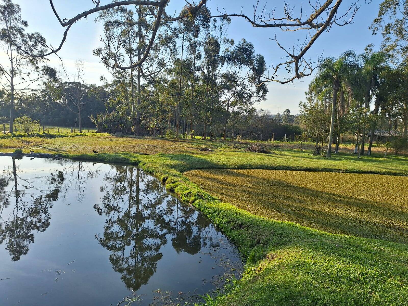 Sítio, 2 quartos, 1750 m² - Foto 6