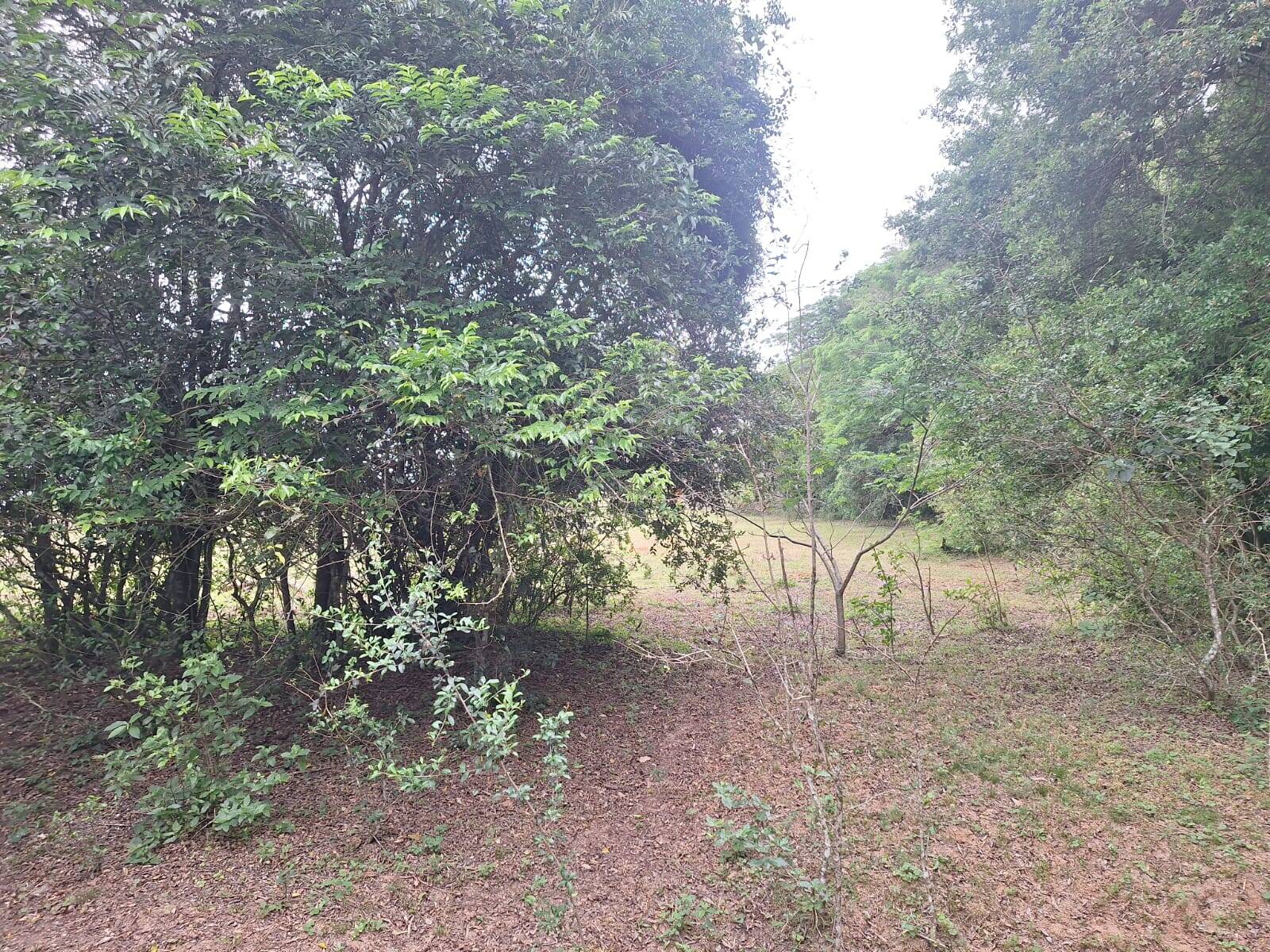 Terreno, 2 hectares - Foto 5