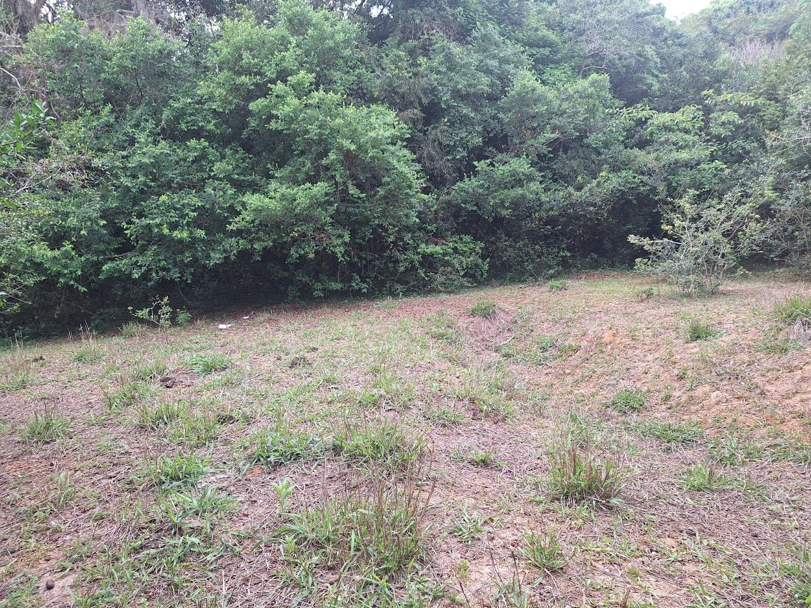 Terreno, 2 hectares - Foto 7