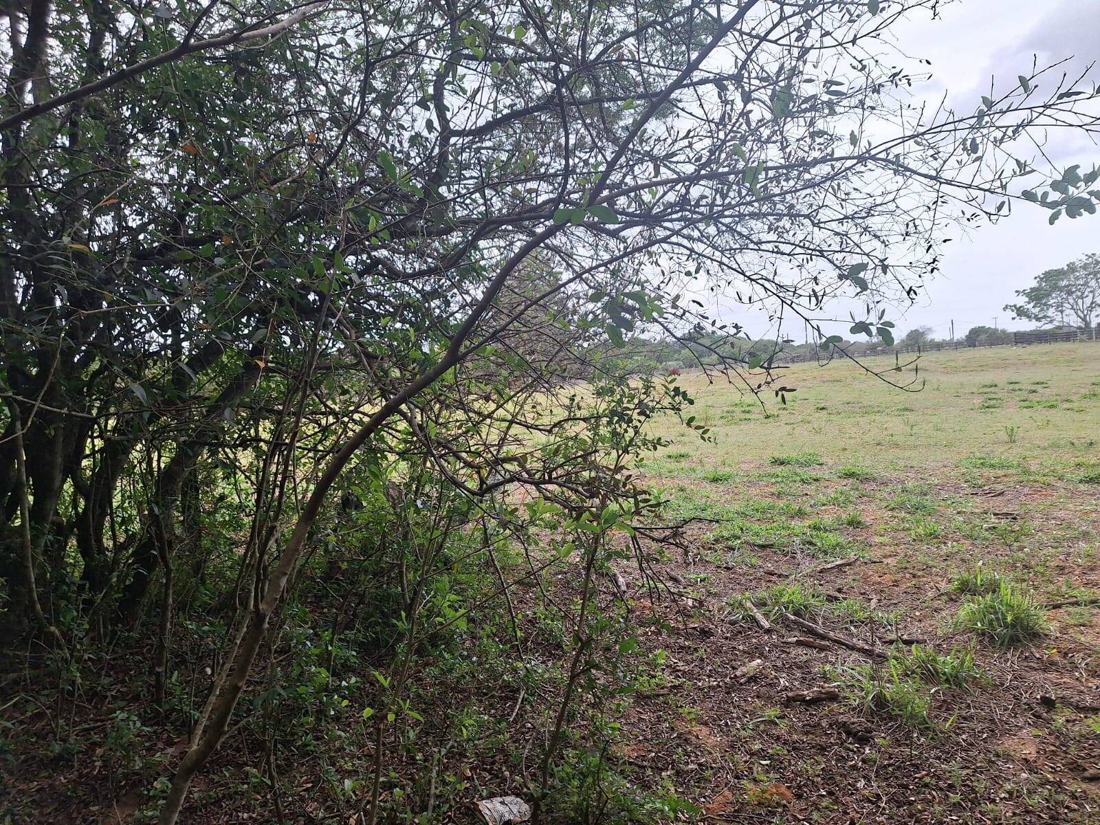 Terreno, 2 hectares - Foto 9