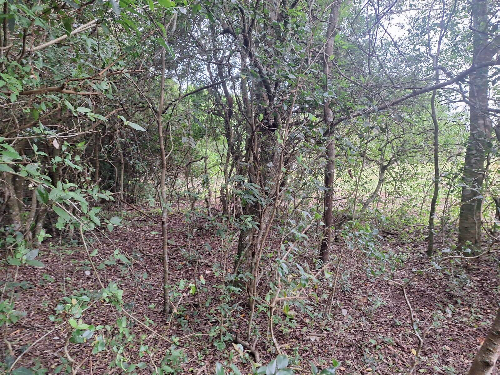 Terreno, 2 hectares - Foto 10