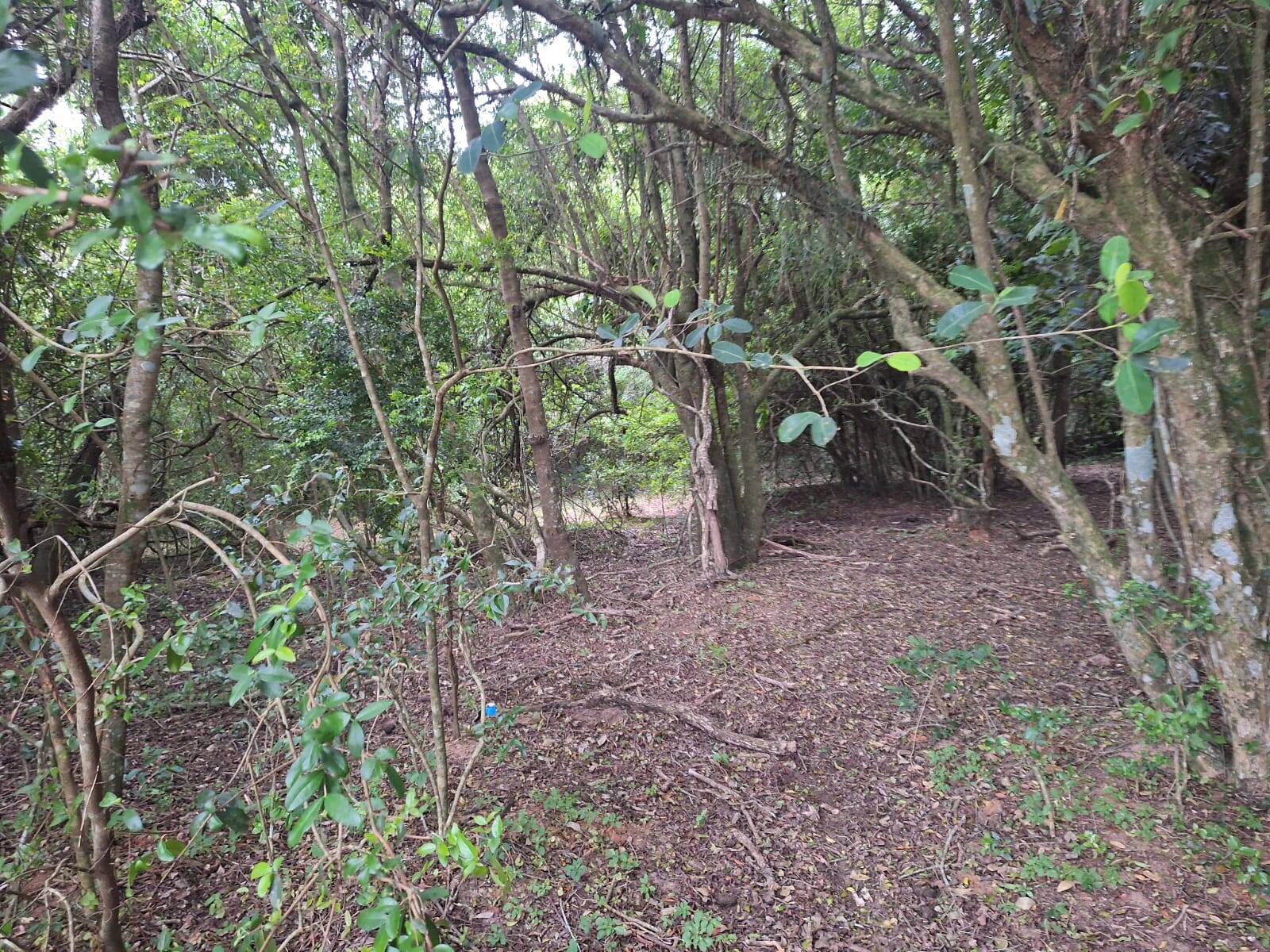 Terreno, 2 hectares - Foto 11