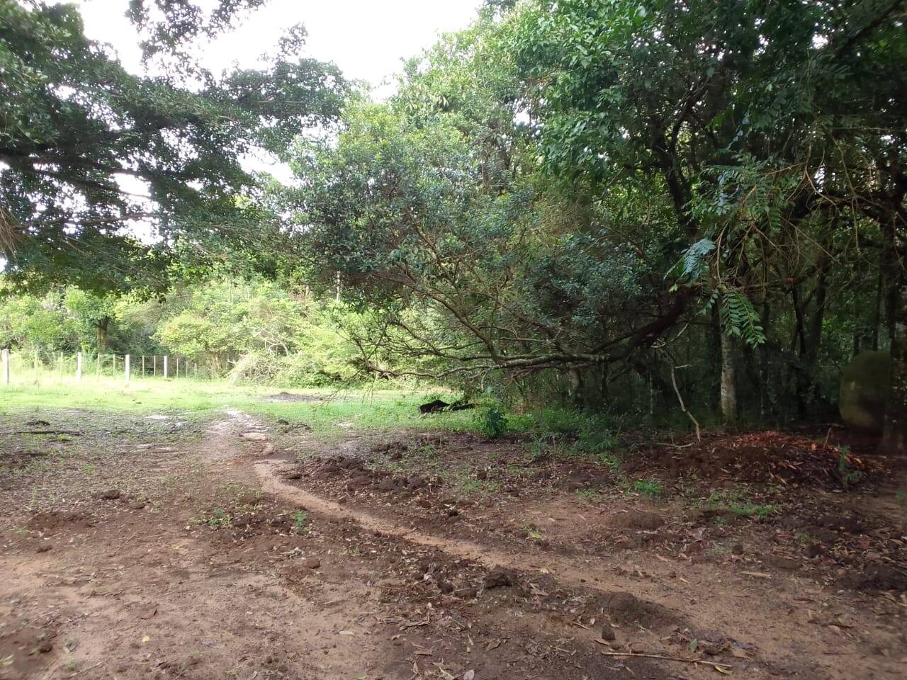 Sítio, 3 quartos, 2 hectares - Foto 12