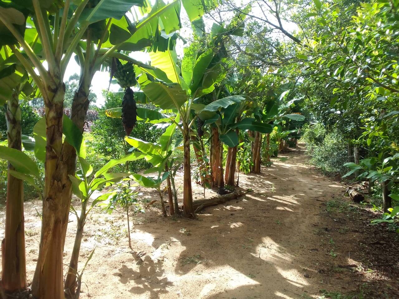 Sítio, 3 quartos, 2 hectares - Foto 15