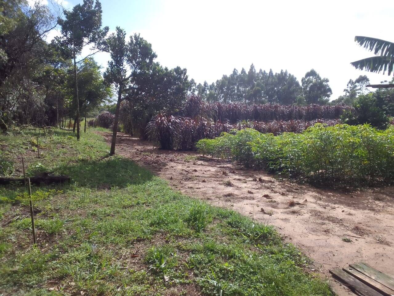 Sítio, 3 quartos, 2 hectares - Foto 18