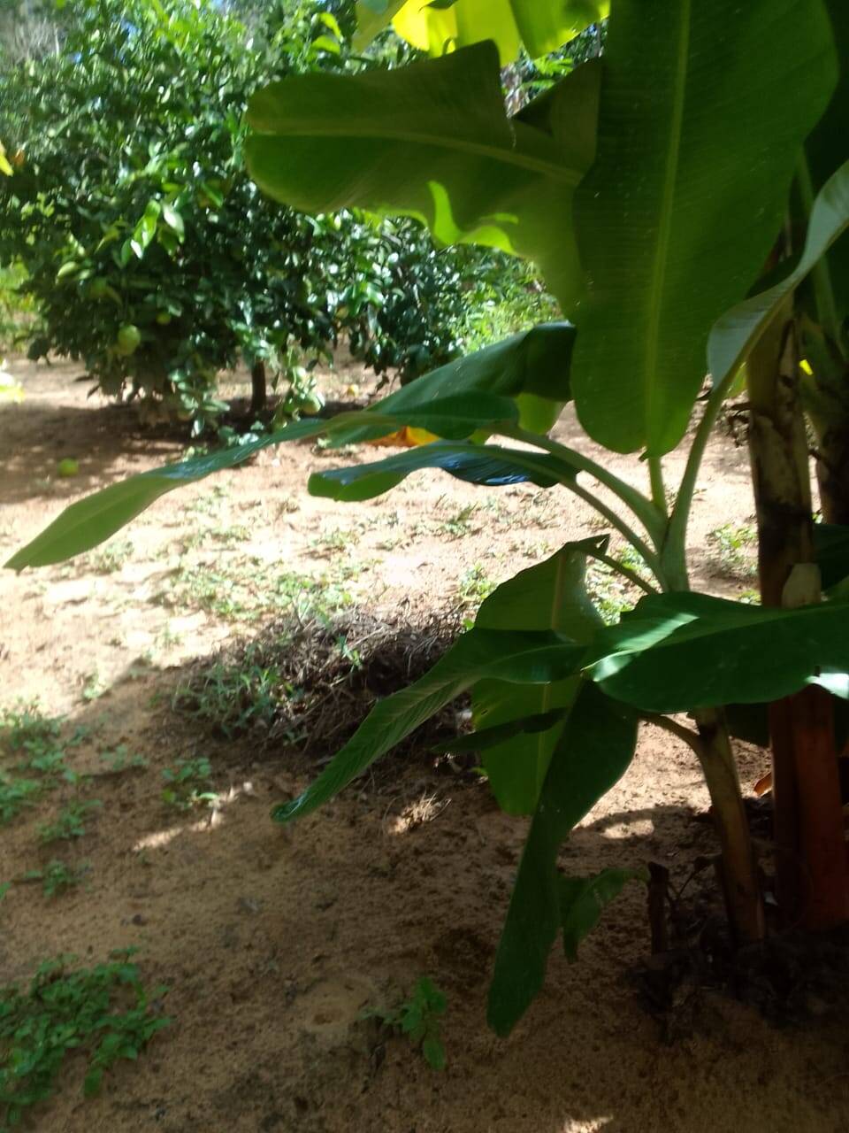 Sítio, 3 quartos, 2 hectares - Foto 17