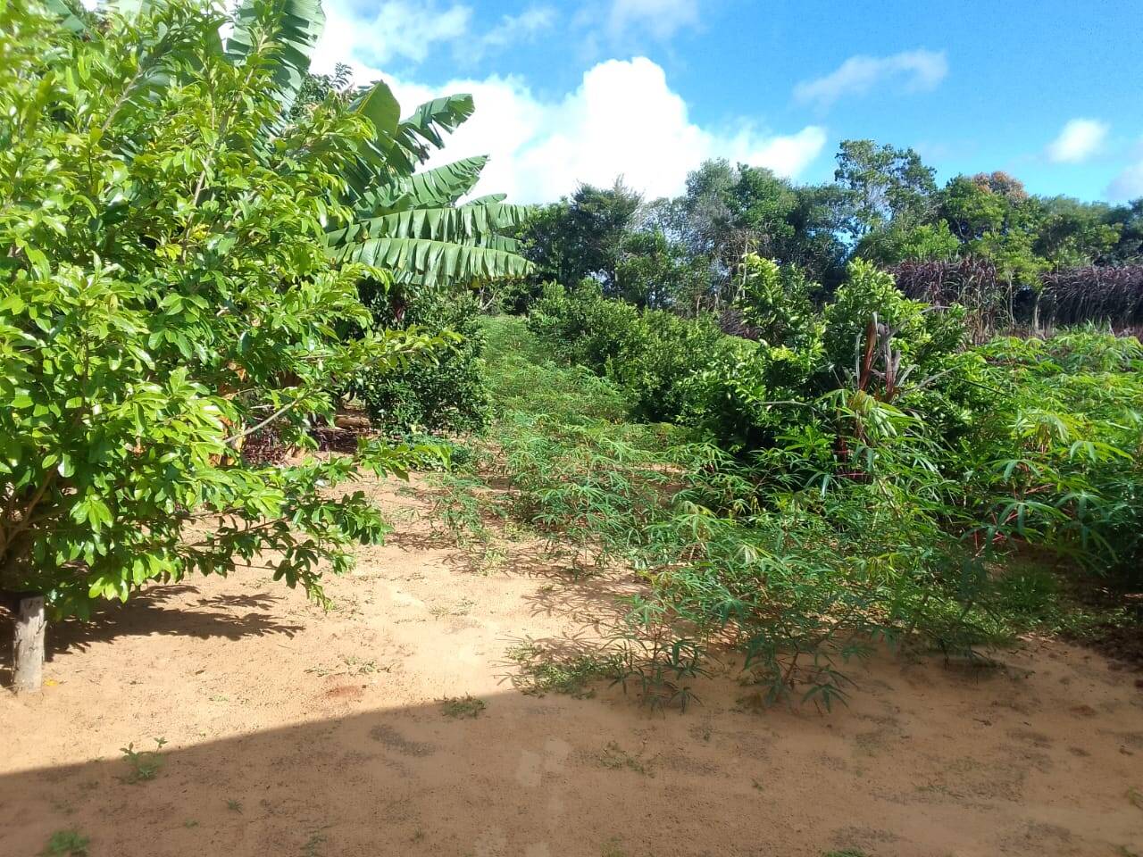 Sítio, 3 quartos, 2 hectares - Foto 21