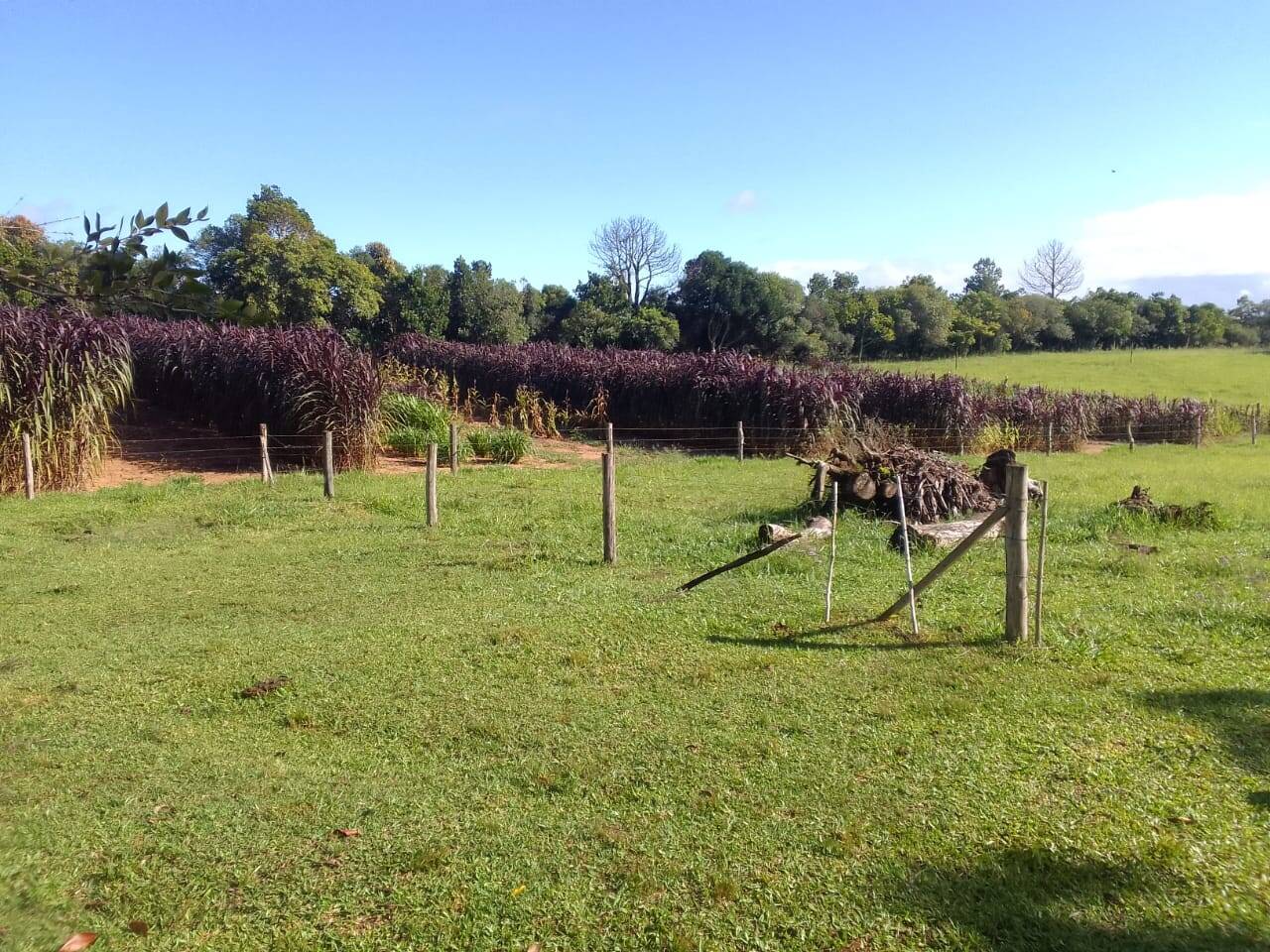 Sítio, 3 quartos, 2 hectares - Foto 27