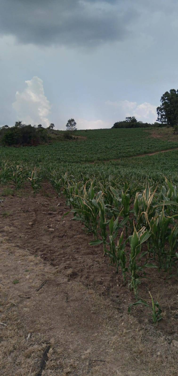 Terreno, 9 hectares - Foto 2