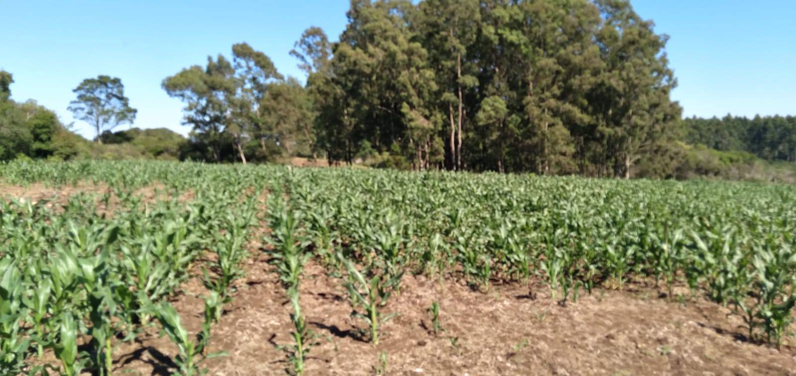 #FZD006 - Fazenda para Venda em Dom Feliciano - RS