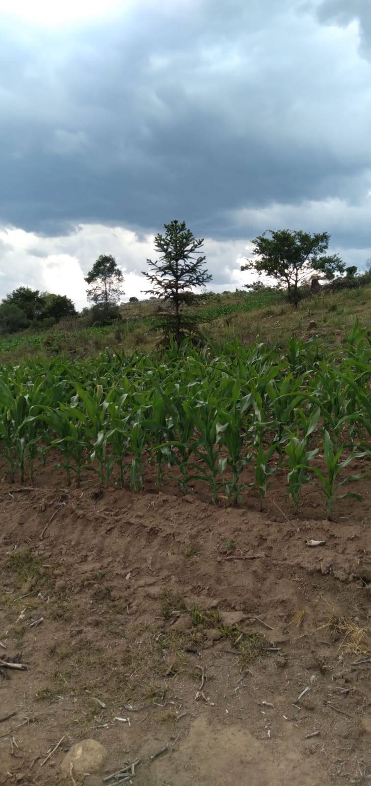 Terreno, 9 hectares - Foto 4