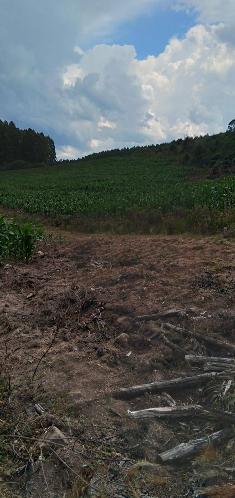 Terreno, 9 hectares - Foto 6