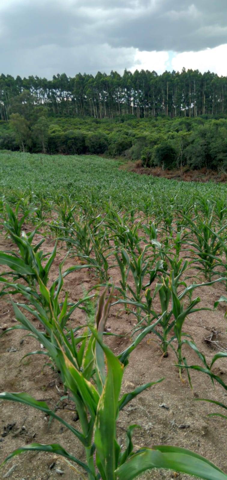 Terreno, 9 hectares - Foto 12