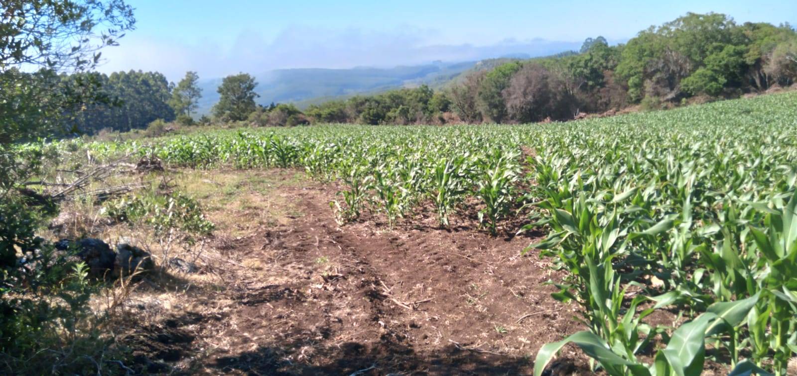 Terreno, 9 hectares - Foto 10