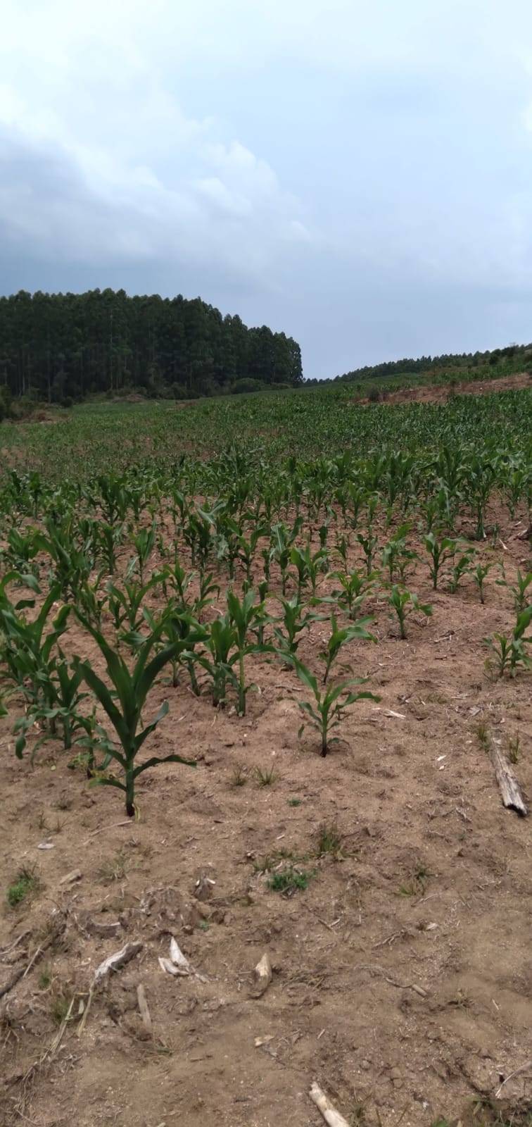 Terreno, 9 hectares - Foto 11