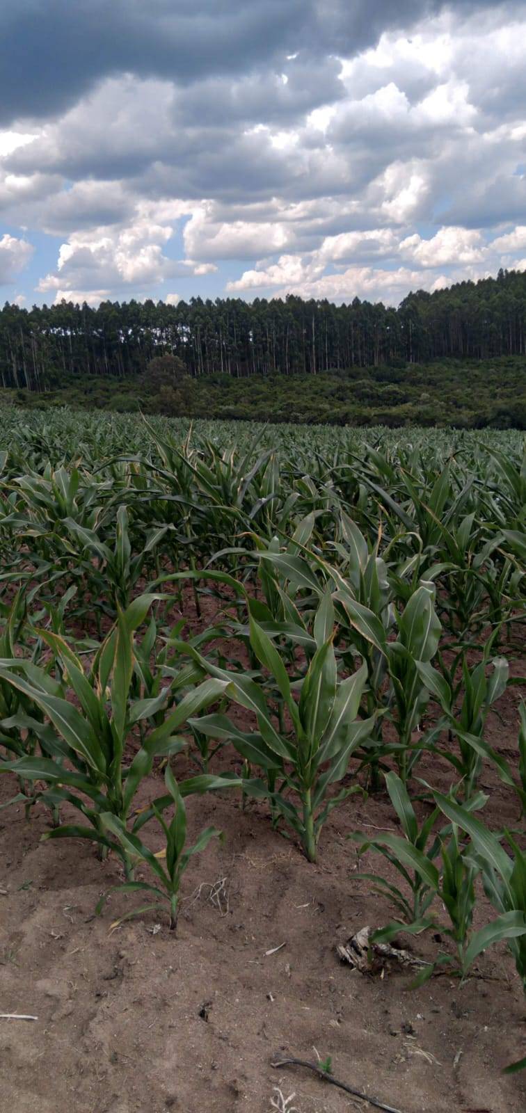 Terreno, 9 hectares - Foto 9