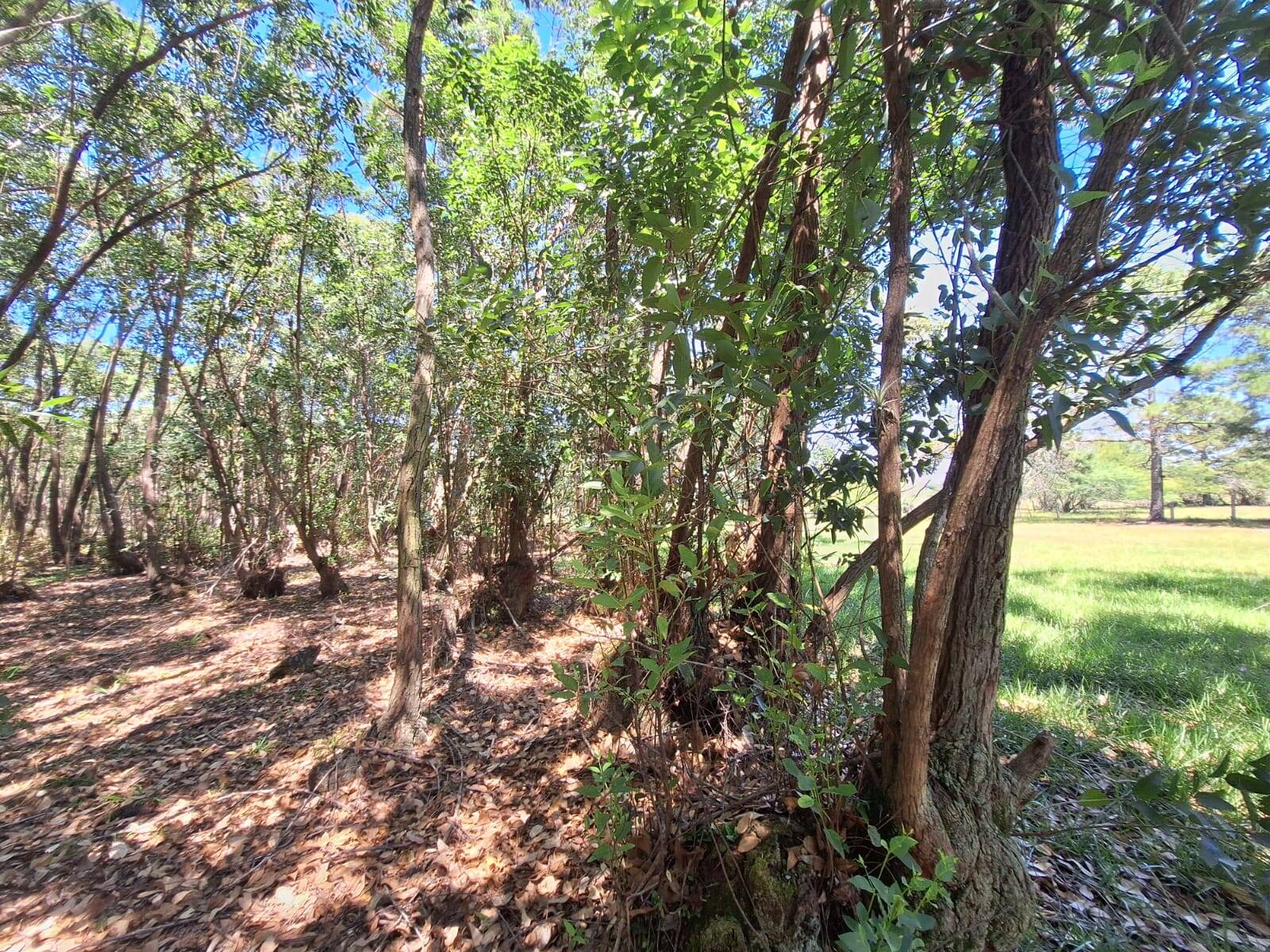 Sítio, 3 quartos, 1 hectares - Foto 28