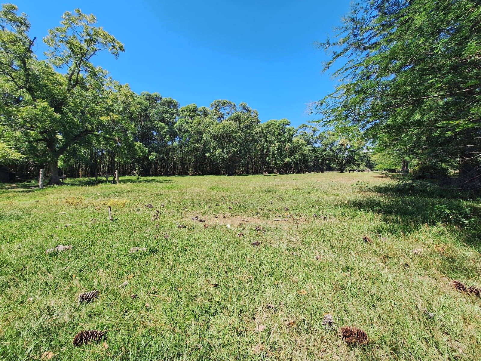 Sítio, 3 quartos, 1 hectares - Foto 31