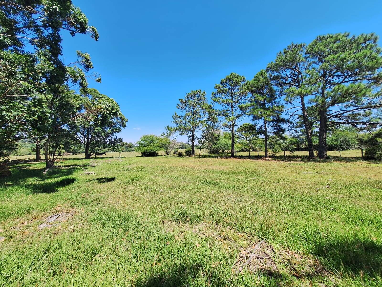 Sítio, 3 quartos, 1 hectares - Foto 34